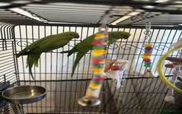 Ringnecks birds for sale: Parrots - Image 2