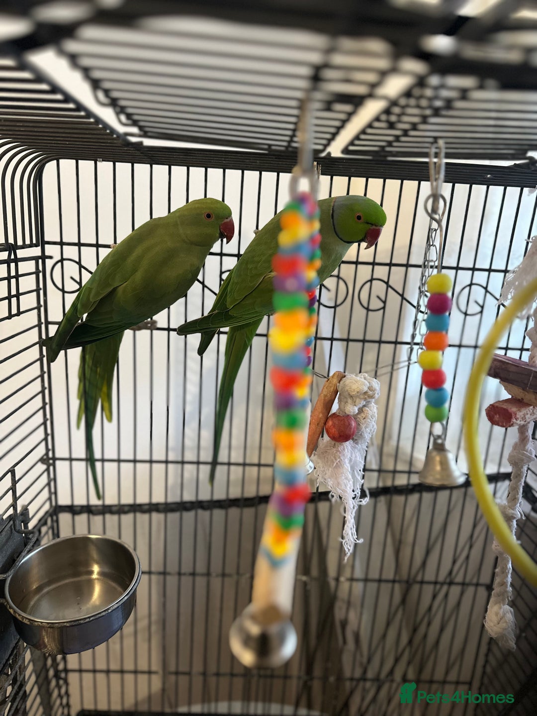 Ringnecks birds for sale: Parrots - Image 2