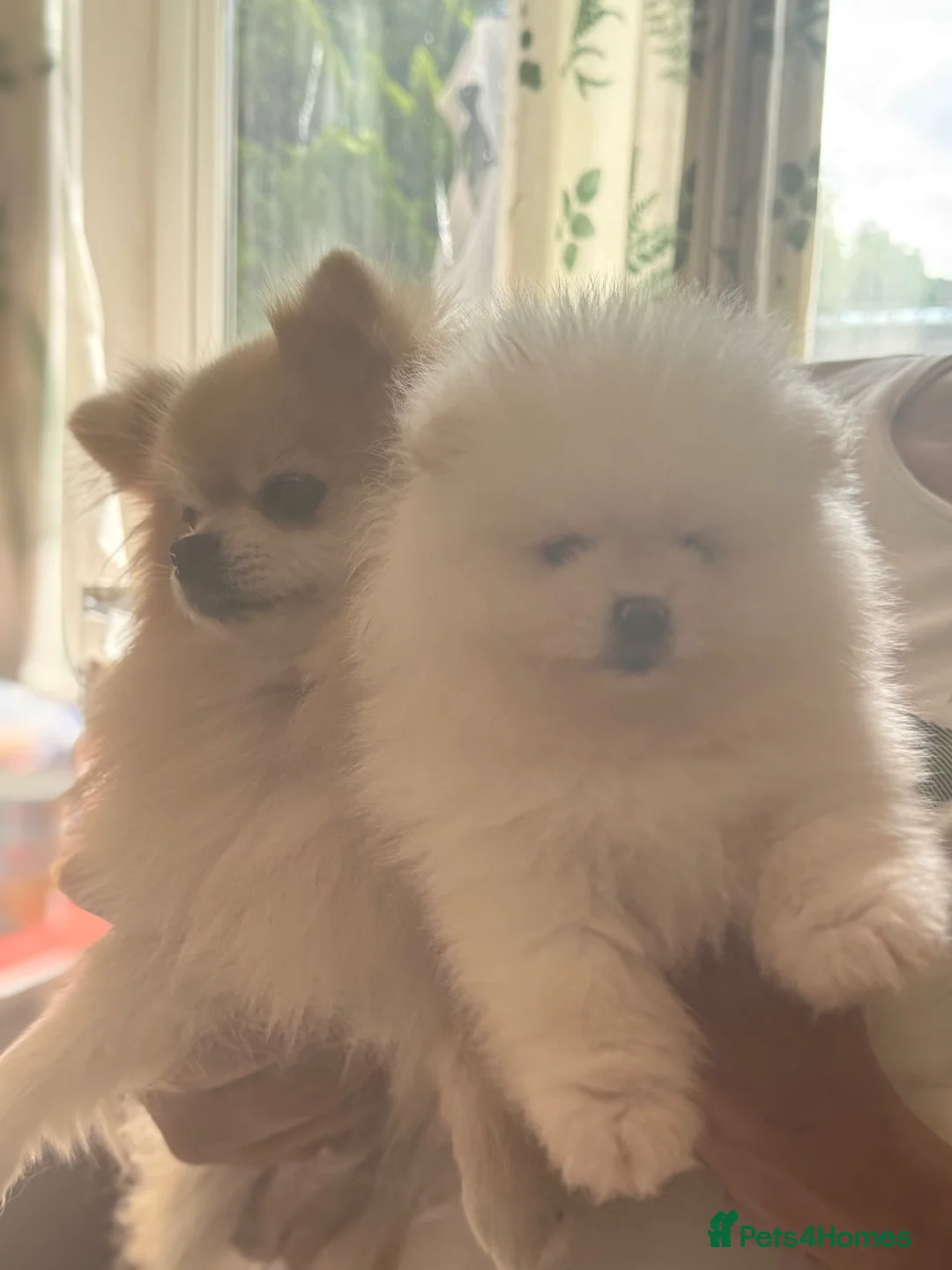 Pomeranian dogs for sale: Beautiful Pomeranian puppies  in Purfleet - Advert 9