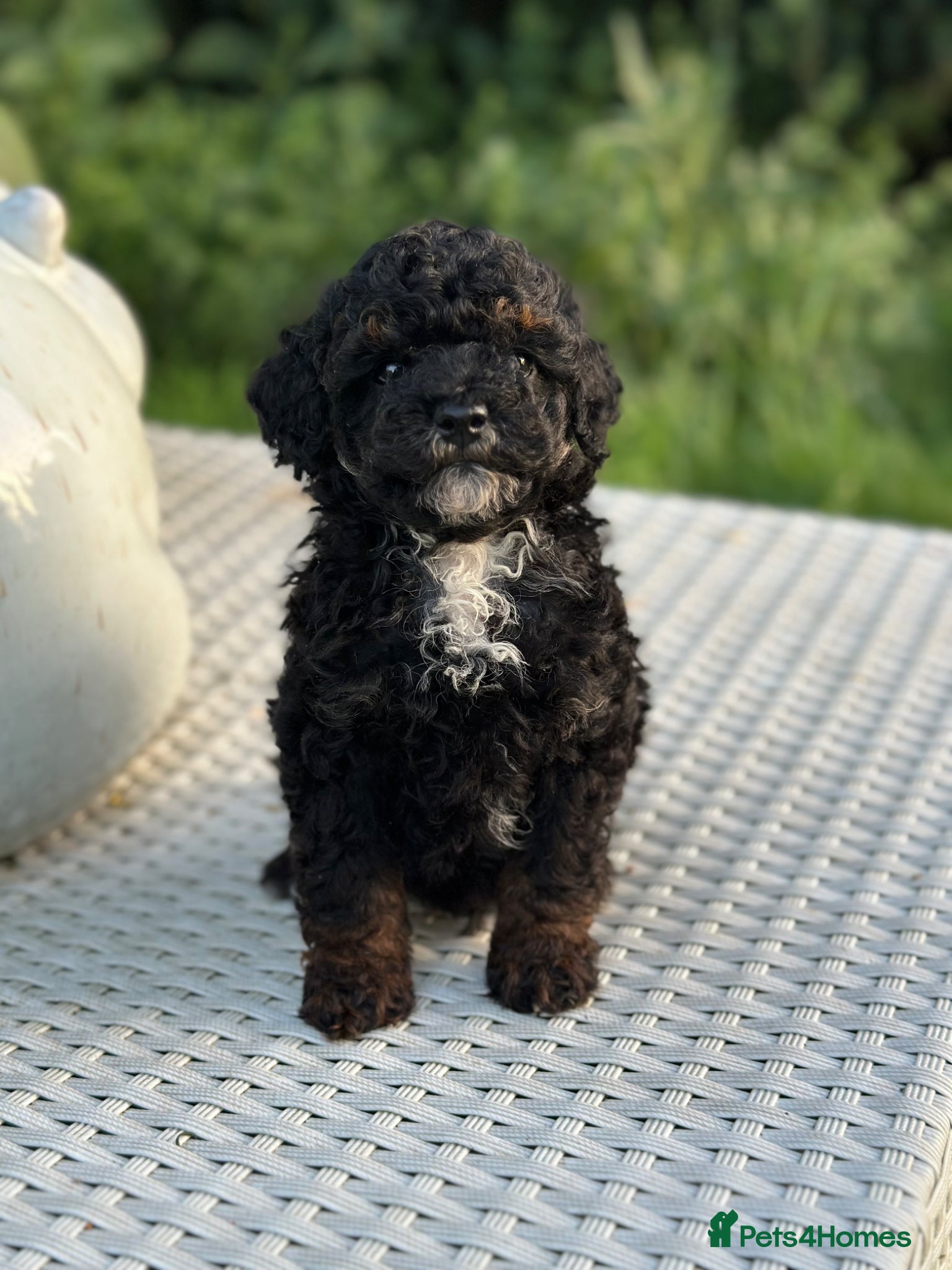 Toy Poodle dogs Stunning toy poodles  - Advert 1