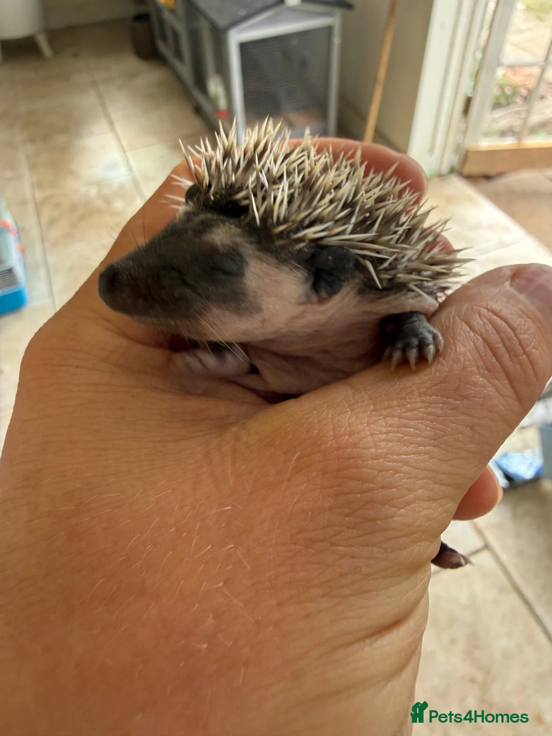 Pygmy Hedgehog rodents for sale: *last few left* African Pygmy hedgehog  - Advert 8