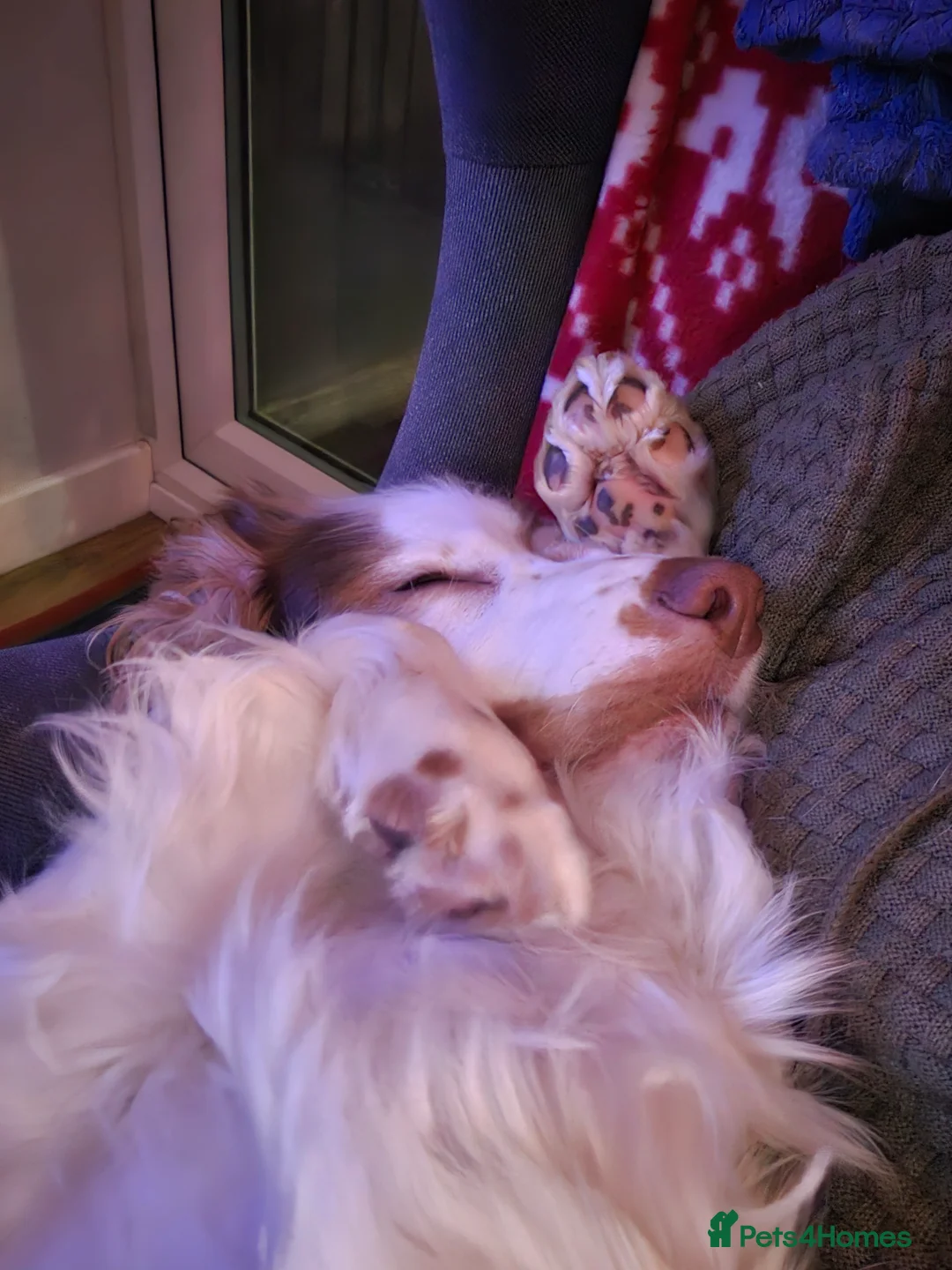 Cockapoo dogs for sale: High energy Cockapoo - Advert 2