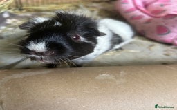 Guinea Pig rodents for sale: 2 Bonded Female Guinea Pigs - Image 1