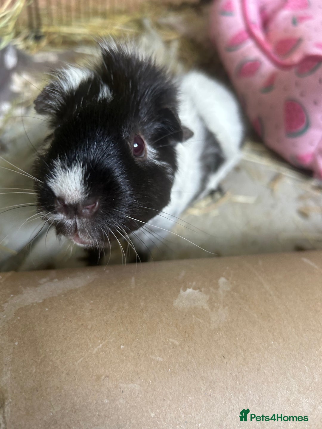 Guinea Pig rodents for sale: 2 Bonded Female Guinea Pigs - Image 1