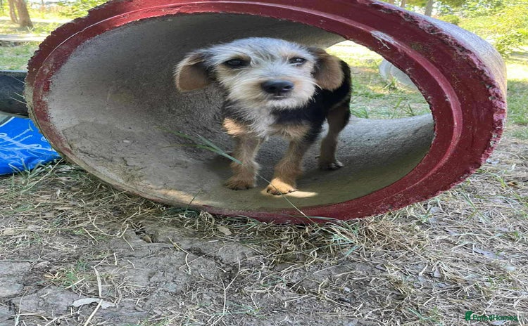 Mixed Breed dogs - Advert 1