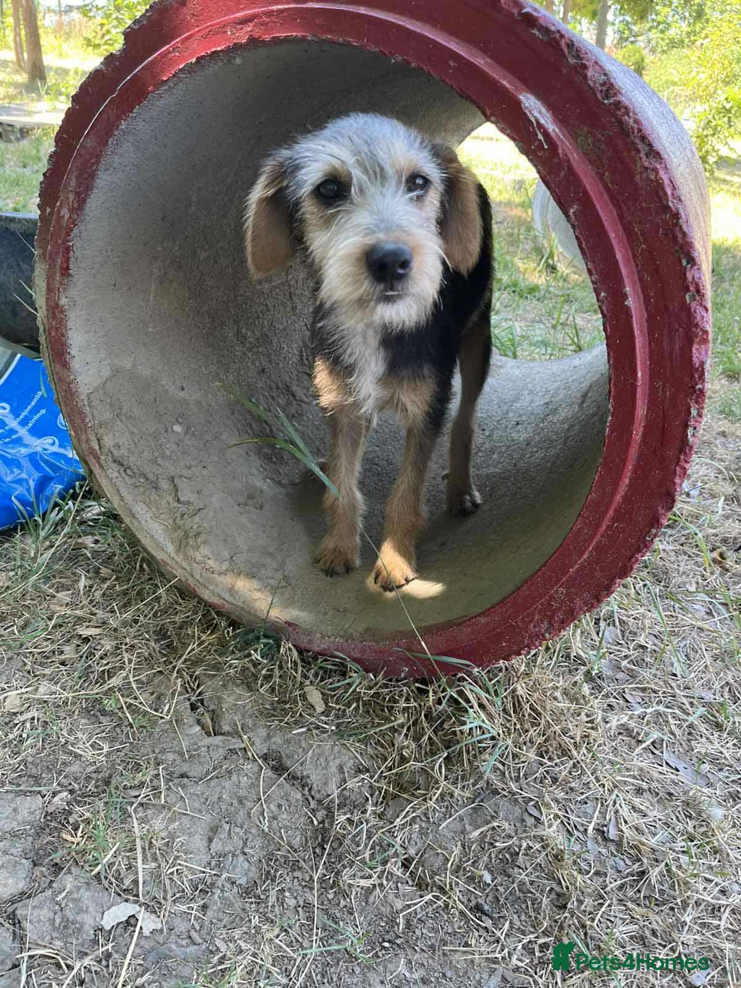 Mixed Breed dogs for adoption: Lena!  - Image 1