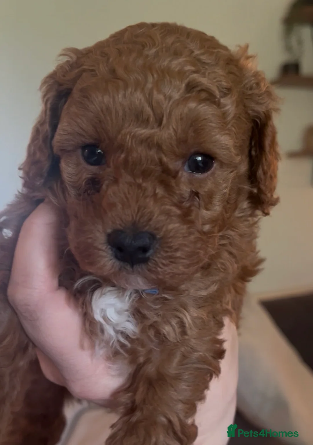 Labradoodle dogs for sale: Red miniature multi gen labradoodles - Advert 2