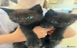 Mixed Breed cats for sale: Beautiful Maine Coone cross mix breed - Image 6