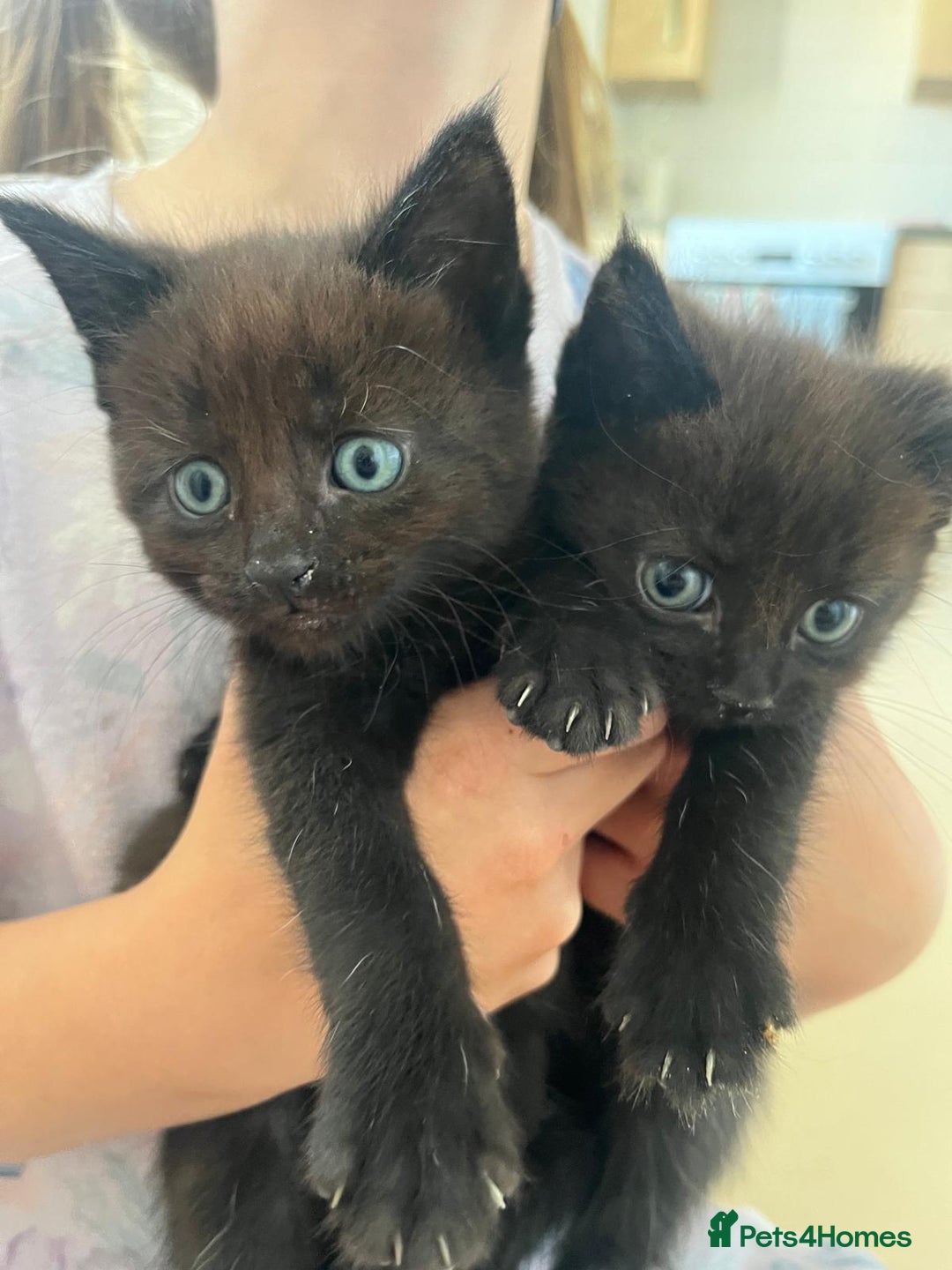 Mixed Breed cats for sale: Beautiful Maine Coone cross mix breed - Image 6