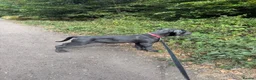 Cane Corso dogs for sale: Adorable Female Puppy Blue Cane Corso available - Advert 4