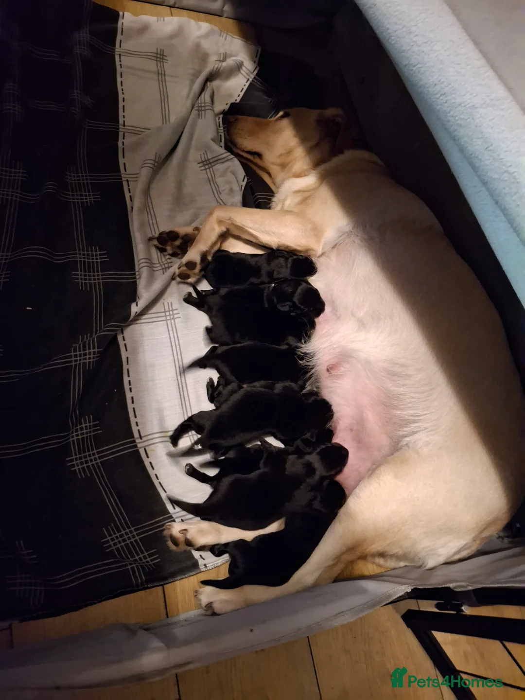 Mixed Breed dogs for sale: Lab cross springer/german shepard  in Bolton - Advert 7