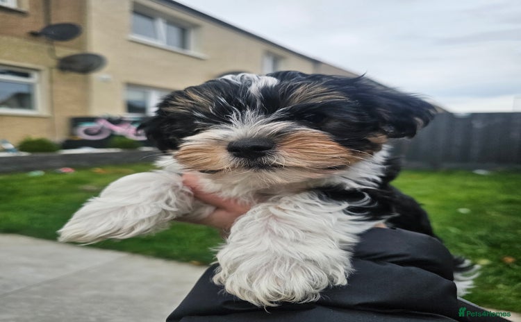 Yorkshire Terrier dogs - Advert 3