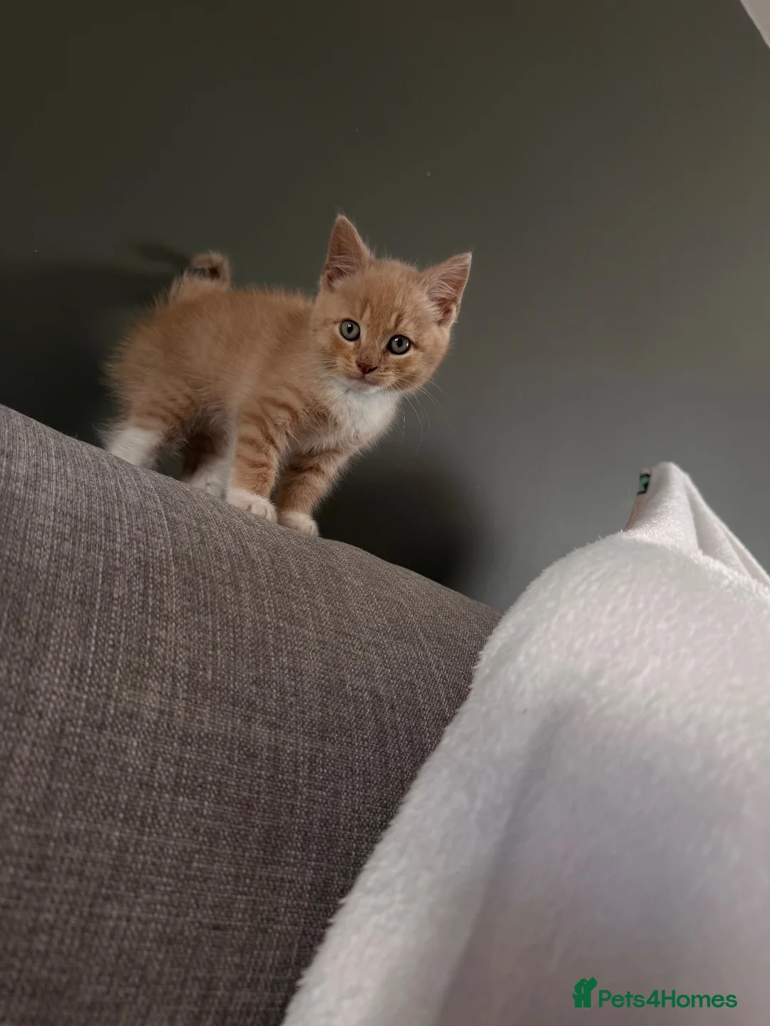Mixed Breed cats for sale: Little ginger kitten for sale 💕 - Advert 2