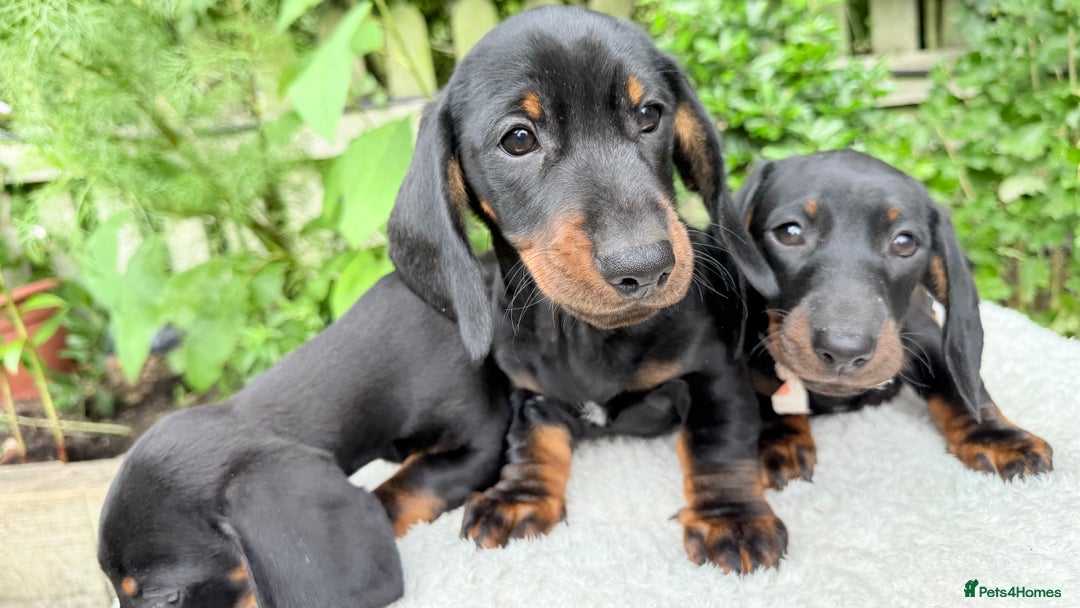 Miniature Dachshund dogs for sale: Miniature Dachshund - Image 7