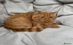 British Shorthair cats for sale: British Shorthair Chunky kittens - Image 2