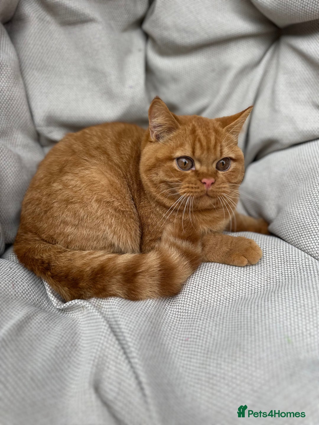 British Shorthair cats for sale: British Shorthair Chunky kittens - Image 2