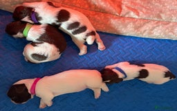 English Springer Spaniel dogs for sale: Beautiful English Springer Spaniel Puppies - Image 1
