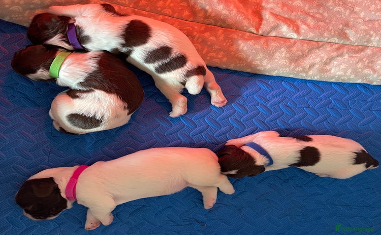 English Springer Spaniel dogs - Advert 12