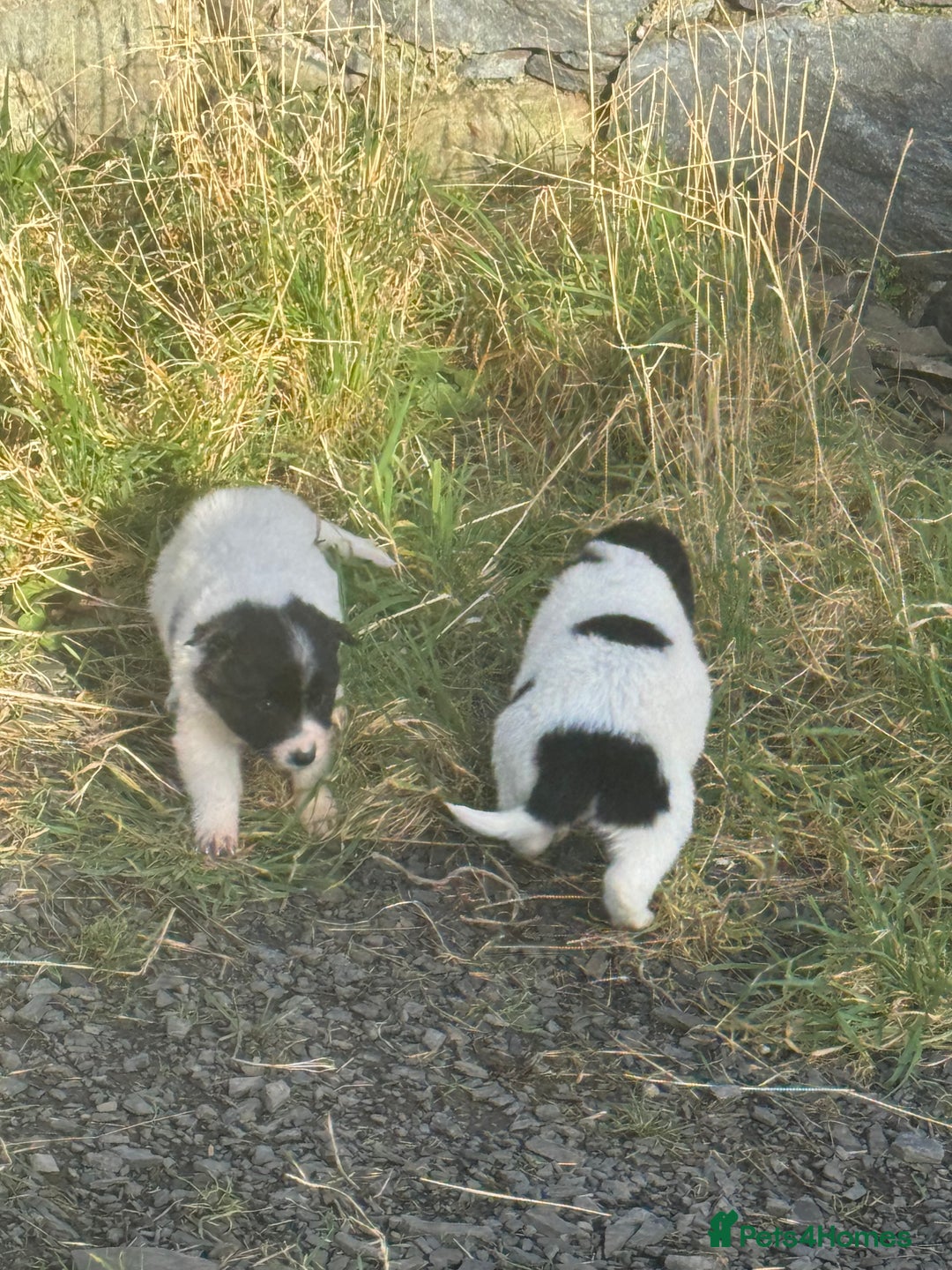 Border Collie dogs for sale: Very cute Border Collie Pups From Working Dogs - Advert 8