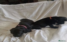 Sprocker dogs for sale: 8 gorgeous Sprocker puppies  - Image 5