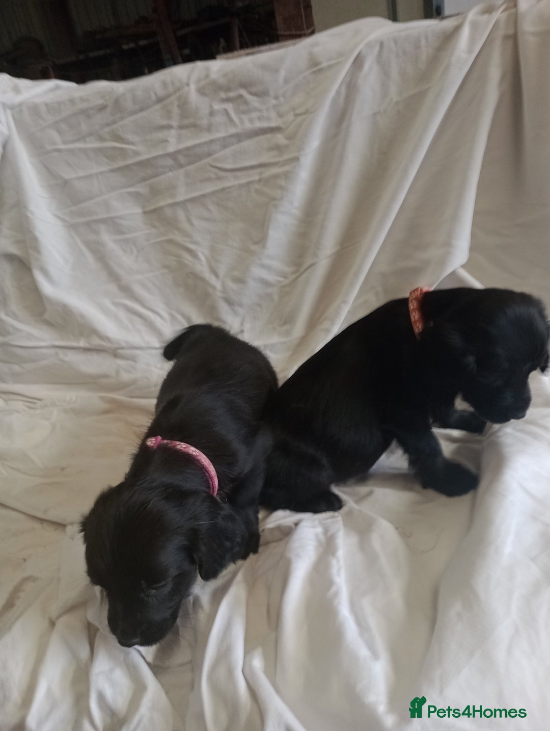 Sprocker dogs for sale: 8 gorgeous Sprocker puppies  - Image 5