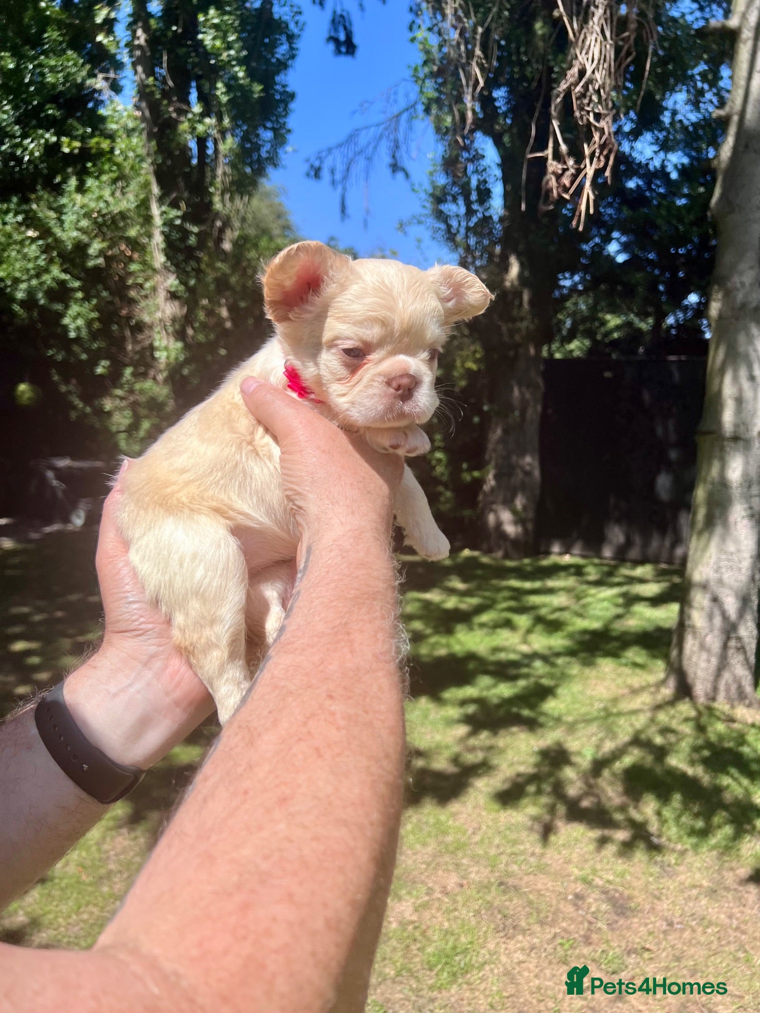 French Bulldog dogs BEAUTIFUL FLUFFY FRENCH BULLDOG PUPPIES - Advert 2