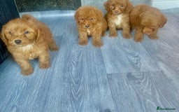 Cavapoo dogs for sale: RED CAVAPOO’S - Image 8