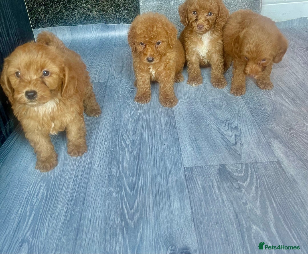 Cavapoo dogs for sale: RED CAVAPOO’S - Image 8