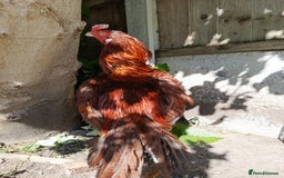 Chickens poultry for sale: Aseel Rooster - Image 5