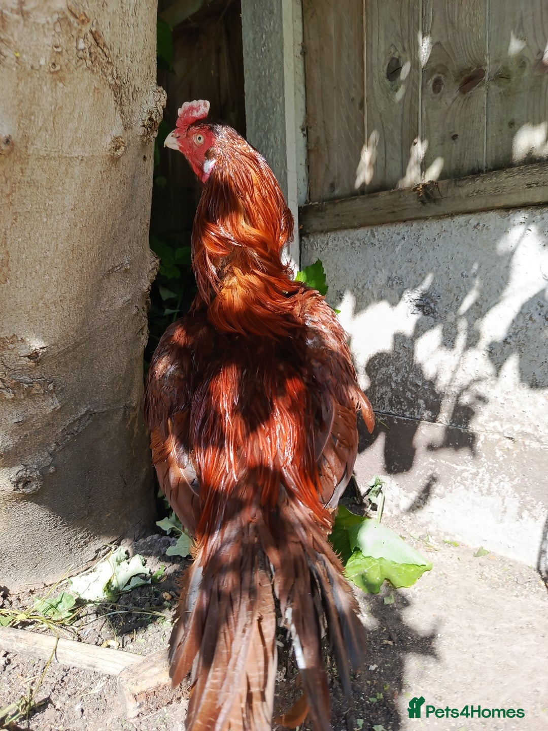 Chickens poultry for sale: Aseel Rooster - Image 5