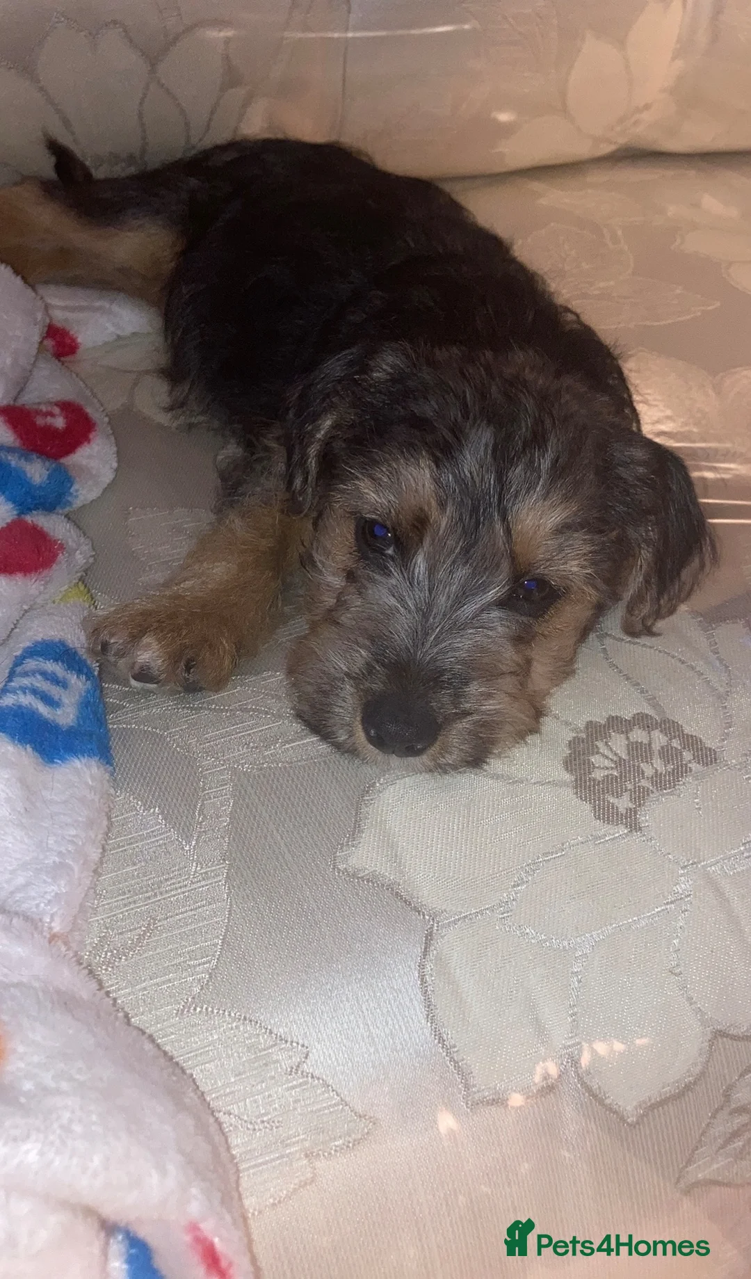 Mixed Breed dogs for sale: Lakeland crossed border terrier  in Wolverhampton - Advert 1