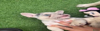 French Bulldog White/Grey Female