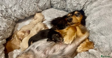 Miniature Dachshund dogs - Advert 1