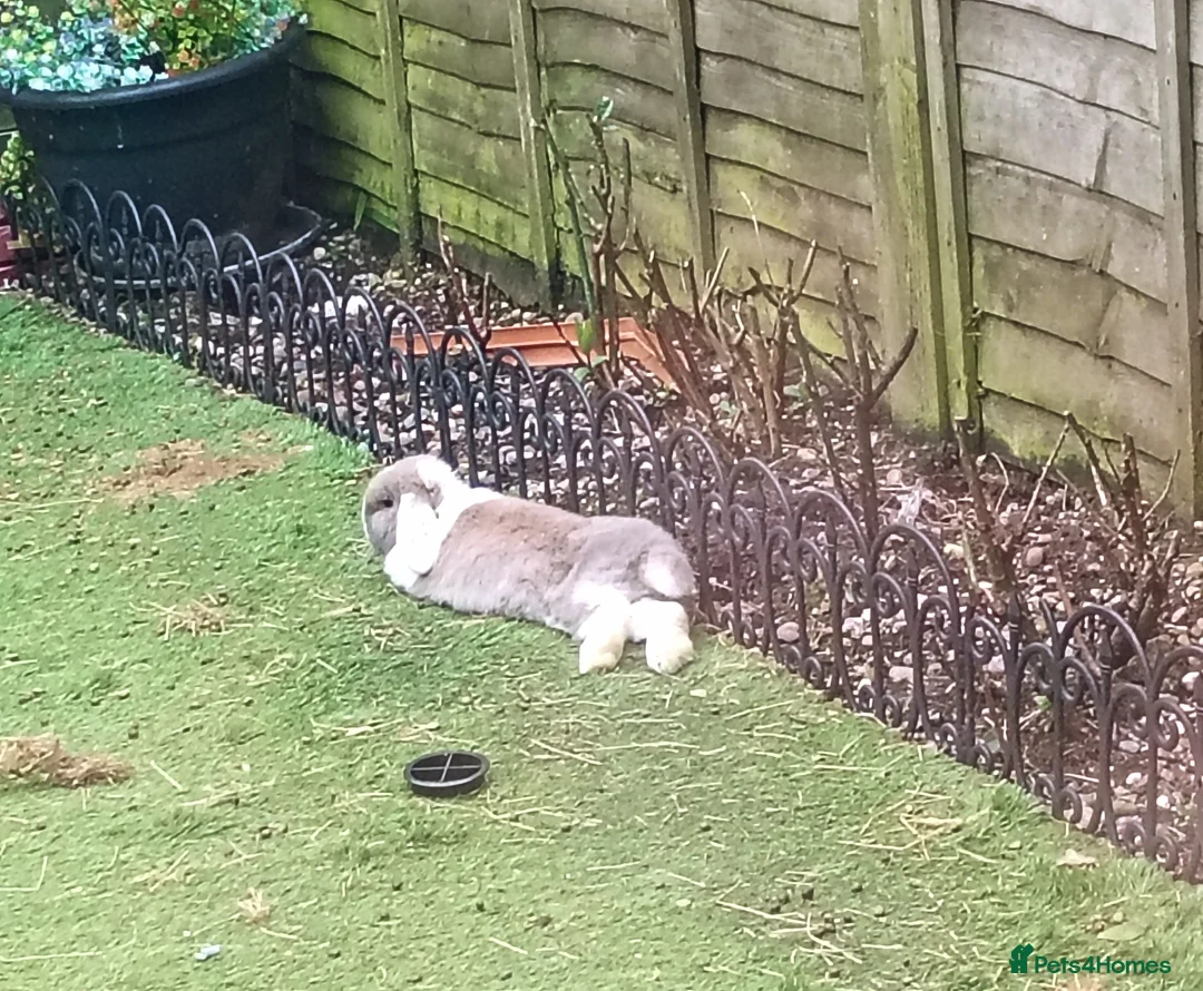 Mini Lop rabbits for sale: Beautiful, friendly rabbit for sale.  - Advert 2