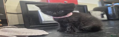 Black and gray female Kitten 4