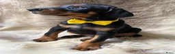 Dobermann dogs for sale: KC REGISTERED DOBERMAN PUPS - Advert 10