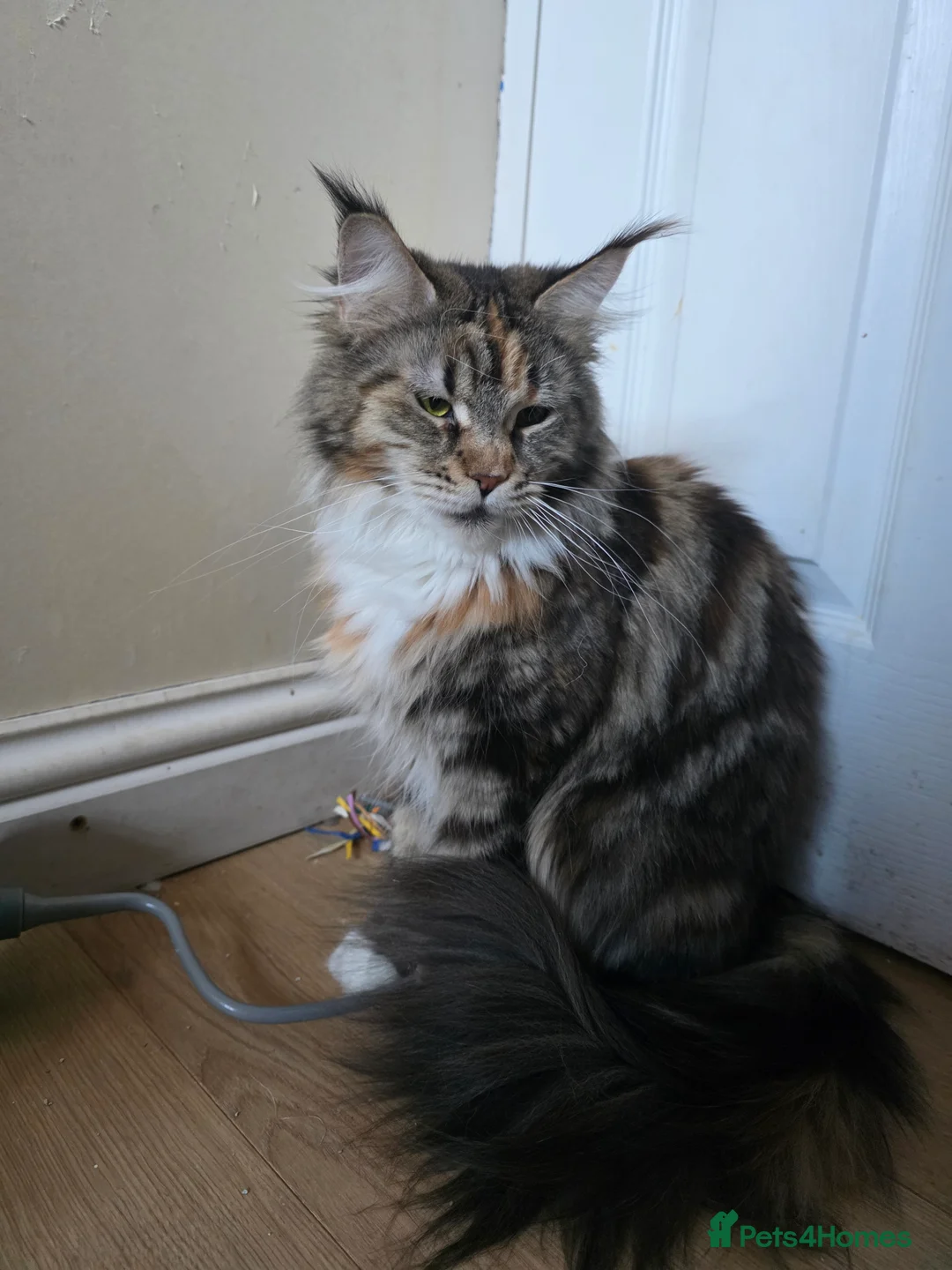 Maine Coon cats for sale: Beautiful  Meincoon  kitten - Advert 2