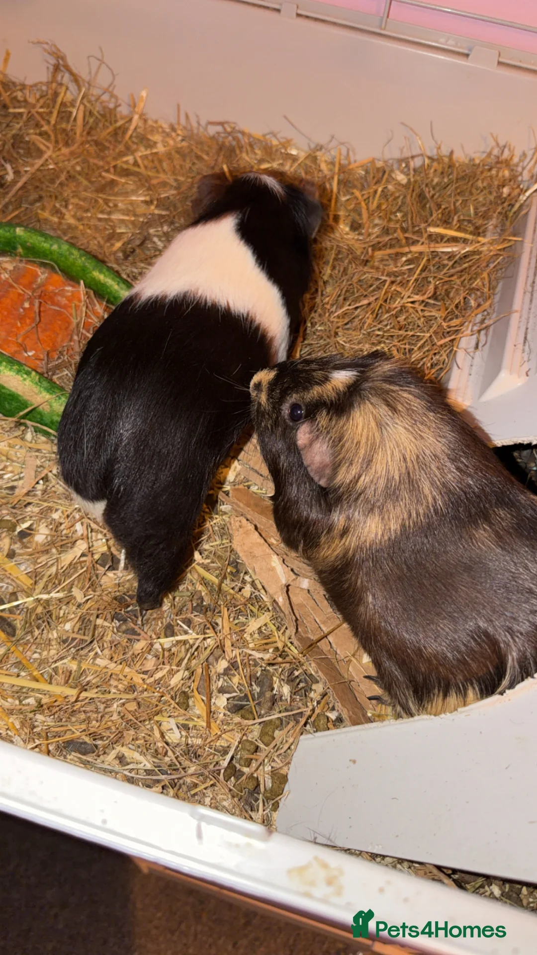 Guinea Pig rodents for sale: Two male gunnea pigs need a loving home in Coventry - Advert 2