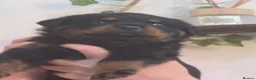 Rottweiler dogs for sale: Stunning fully health tested rottweiler pups in Sheffield - Advert 2