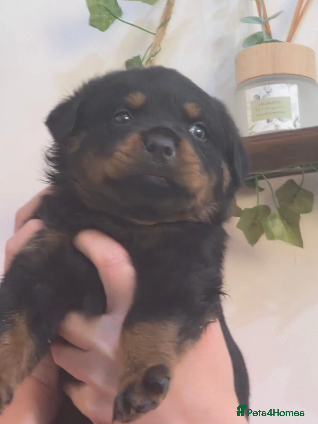 Rottweiler dogs for sale: Stunning fully health tested rottweiler pups in Sheffield - Advert 2