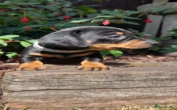 Miniature Dachshund dogs for sale: Smooth haired minature dacshund  - Image 25