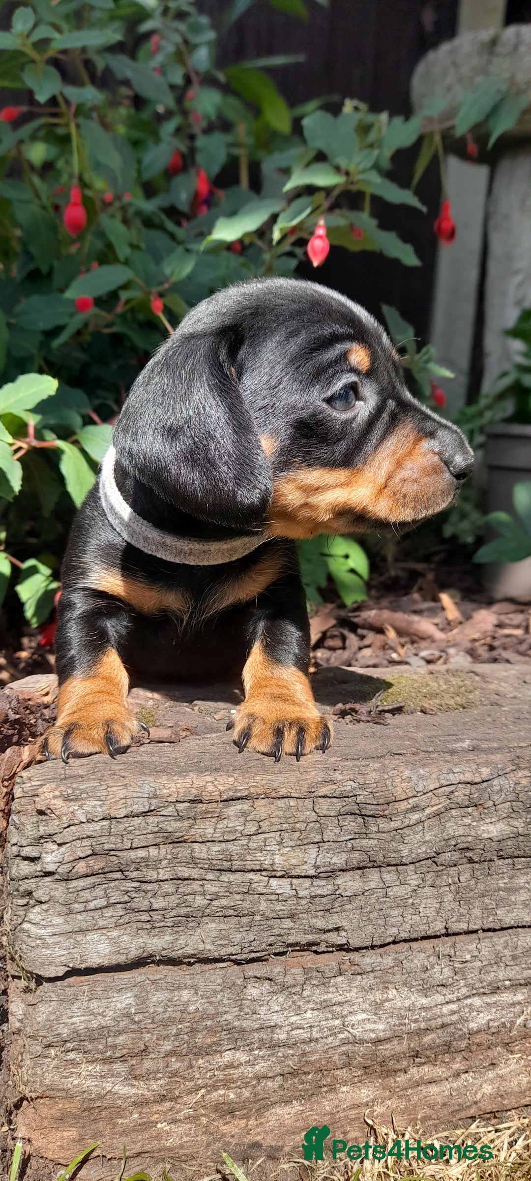 Miniature Dachshund dogs for sale: Smooth haired minature dacshund  - Image 25