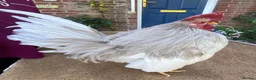 Chickens poultry for sale: Serema blue silkie cockerel  in Canterbury - Advert 7