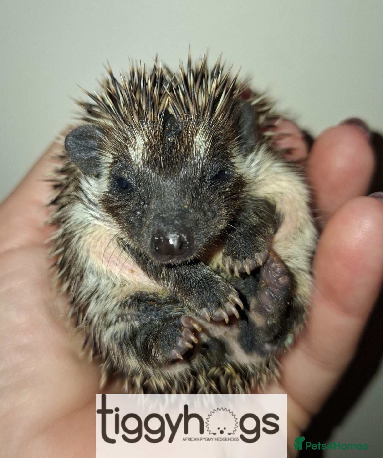 Pygmy Hedgehog rodents for sale: 4 Handsome Male African Pygmy Hedgehogs available  - Advert 2