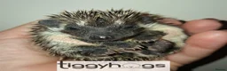 Pygmy Hedgehog rodents for sale: 4 Handsome Male African Pygmy Hedgehogs available  - Advert 2