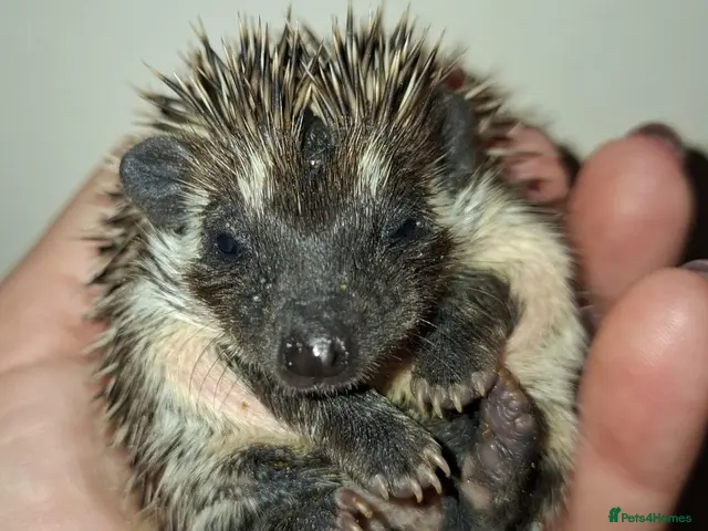 Pygmy Hedgehog rodents for sale: 4 Handsome Male African Pygmy Hedgehogs available - Advert 2
