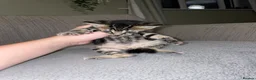 Mixed Breed cats for sale: Male 8-week old kitten  in Milton Keynes - Advert 3