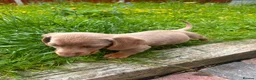 Miniature Dachshund dogs for sale: miniture dachshund - Advert 8