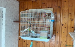 Budgerigars birds for sale: Budgie for sale  - Image 5