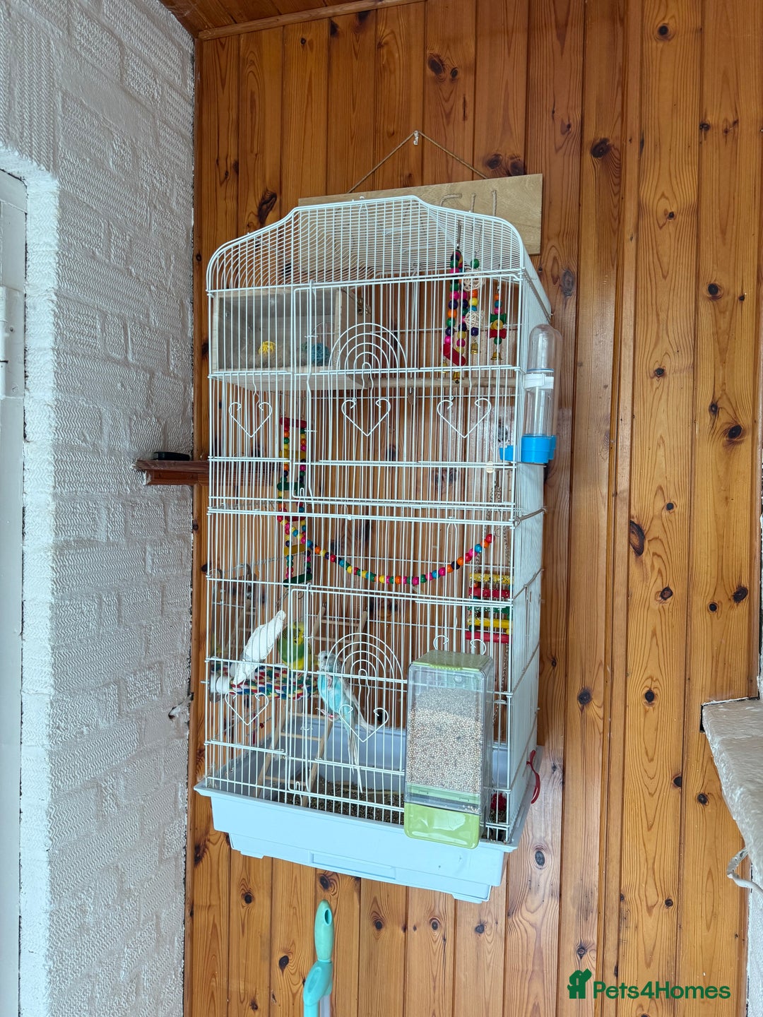 Budgerigars birds for sale: Budgie for sale  - Image 5